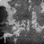 Konie, 1981